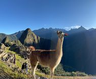 Machu Picchu Full Day